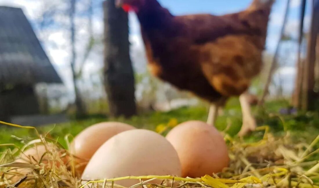 26 Şubat Çarşamba günü itibariyle tavuk yumurtalarında Destekleme ve Fiyat